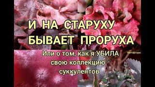 И на старуху бывает проруха. Гибель коллекции суккулентов.