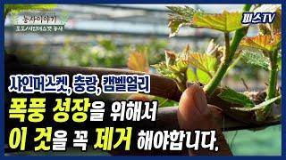 샤인머스켓, 충랑, 캠벨얼리 이것을 제거해야 화방이 성장이 빨라집니다 l 곁눈따기/곁순따기 l 피스TV