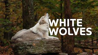 Yellowstone’s White Wolf: A Tale Of Survival And Strength