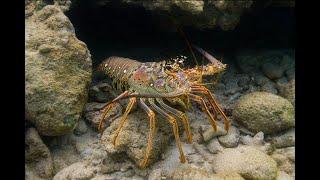 布里斯班外海夜潜，遍地龙虾，也少不了大鲨鱼 Night diving to catch crayfish near Brisbane, Queensland, Australia