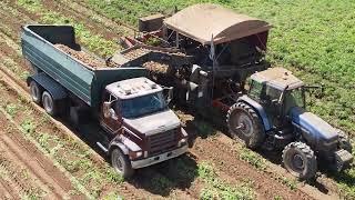 Potato Harvest for Frito-Lay Canada