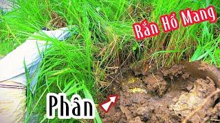 PHÂN RẮN| Mười Thương Săn Bắt