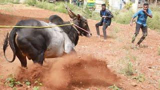 Terrific Jallikattu Bull Training & Decoration, Bail pola, Hallikar Stud bull, BRC Bull hori habba