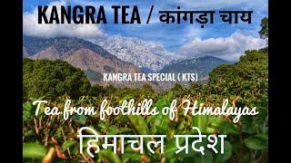 कांगड़ा चाय  KANGRA TEA WHOLE PROCESSING FROM TEA LEAVES TO TEA CUP | HIMACHAL STATE PRODUCT | (KTS)