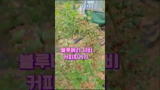 블루베리 커피찌거기 활용.......#커피찌거기 사용법