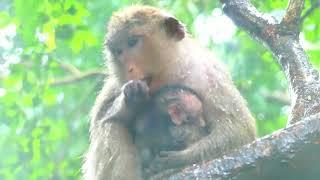 Very Good Mum Help the Newborn Monkey During Heavy Raining...!