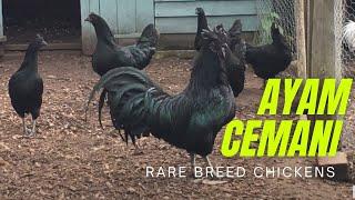 Ayam Cemani Rooster - Rare breed Chickens Uk - Ayam Cemani rooster all black chicken cockerel