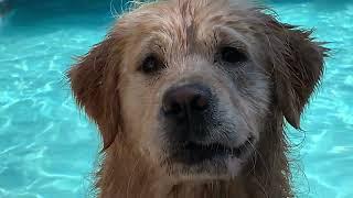 Legendary Acres Hobby Farm: A super close up of Bob the Golden Retriever and his swimming pool