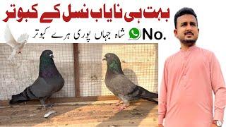 Pigeons | love birds | Shahjhahan pori hary | rana ahmad dastgeer