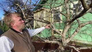 How to Prune Fig Trees & Shrubs - Seattle Arborist Chip Kennaugh