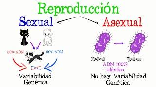 REPRODUCCIÓN: Sexual y Asexual [Fácil y Rápido] | BIOLOGÍA |