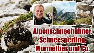 Vögel im Hochgebirge - Dem ALPENSCHNEEHUHN auf der Spur ️ (KARWENDEL ROCKS) #natur #nature #vögel