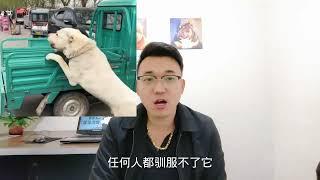 200多斤猛犬连续咬伤多人狗主人要价5万出售路人纷纷后怕