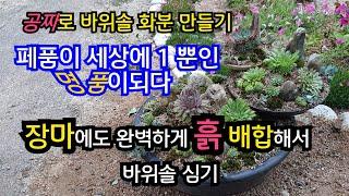 How to plant rock pine with perfect soil mix even during long rainy season