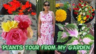 Plants Tour From my Garden | All-In-One | All In One Plants Tour from my Garden |