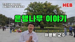 HEB방송 -천연기념물 제562호 장수동 은행나무(수령830년)/해설 이영복 교수(241001)