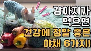 강아지 건강에 정말 좋은 야채, 채소 6가지 | 반려견 건강 야채