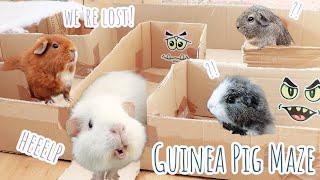 Guinea Pig Halloween Maze | Who Will Exit?!