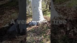 The world’s whitest gumtree