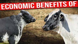  GIROLANDO CATTLE For Milk Production Economic Benefits Of Raising  Bulls And Larger DAIRY Cows