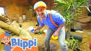 Blippi Visits Point Defiance Zoo & Aquarium! | Animals for Kids | Animal Cartoons | Funny Cartoons