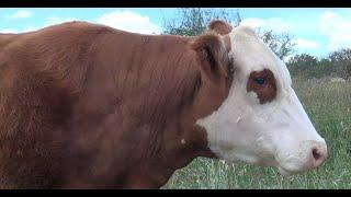 P310 Familia Pedrero: Charros y cría de ganado Hereford