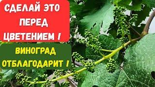 Обработка винограда перед цветением: защита от вредителей и болезней