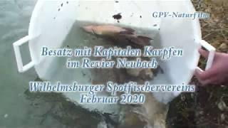 Karpfen NB Februar 2020