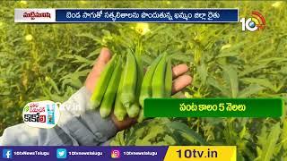 బెండసాగుతో.. లాభాలు మెండు | Huge Profit in Lady Fingers Cultivation | Matti Manishi | 10TV News