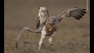 Award Winning Wildlife Photographs 2020 | Wildlife Photographer of the Year Winners 2020