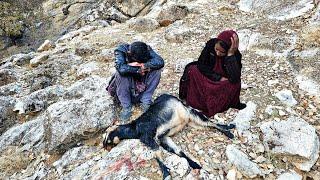  Tragic incident: goat falling from the Zagros mountains and a fire for a nomadic family