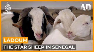 Ladoum: Senegal's Star Sheep | Africa Direct Documentary