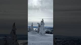 Would you go Snowmobiling in Colorado?