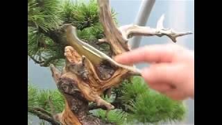 Preparing Bonsai Masterpiece for Exhibition