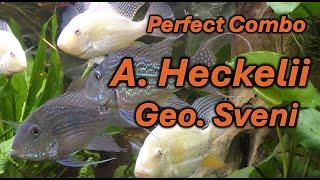 Perfect Combination Cichlids-  Geophagus Sveni and Albino A. Heckelii