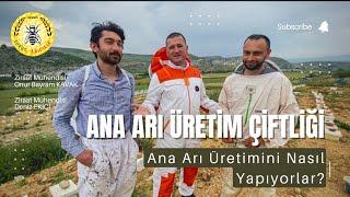 Ziraat Mühendisleri Ana Arı Üretiyor | Ana Arı  Üretim | Arıcılık