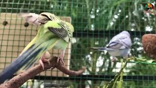 Chim Yến Phụng Dễ Thương | Budgie Birds