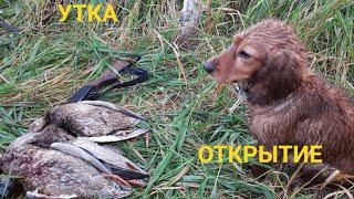 ОСЕННЯЯ ОХОТА НА УТКУ 2021 С СОБАКОЙ. КРАСИВО ВЗЯЛИ ТРОФЕЙ!