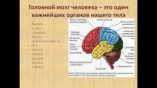 мозг, неокортекс строение работа и функции, знания помогут управлять