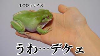 とんでもない爆音で鳴く巨大アマガエルWhite's tree frog Scream！