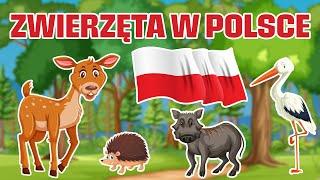 Zwierzęta w Polsce - Bajka edukacyjna dla dzieci - Nauka zwierząt dla dzieci po polsku