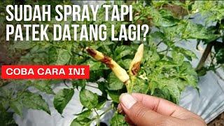 cara mengatasi patek pada cabe | antraknosa | petani pemula