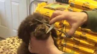 How we trim our schnoodles faces to cut down the tearing!  Yes you can do it!!!