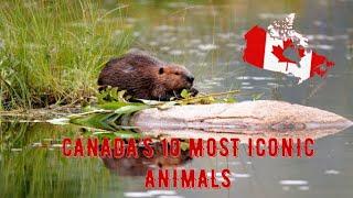 CANADA’S 10 MOST ICONIC ANIMALS