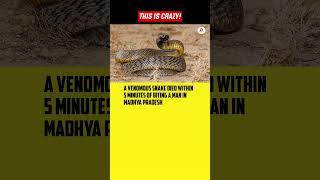 Rarest of Rare️ | #VenomousSnake #Snake #SnakeBite #MadhyaPradesh #India #introvertupdates