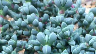 DELOSPERMA LEHMANNII