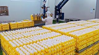 How MILLIONS of EGGS are Produced in Chicken Farms | Amazing Egg Development Process