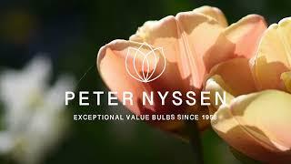 Pre-order your tulip bulbs, daffodil bulbs and more at Peter Nyssen for delivery in autumn.