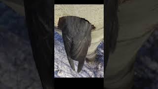 Black woodpecker makes a hollow. #shots #birds #nest #wildlife