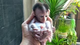 The Cute and Small Baby Monkey , Lovely Fauna Youtube Channel